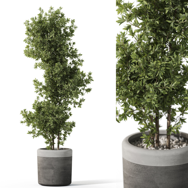 Plants collection 1087