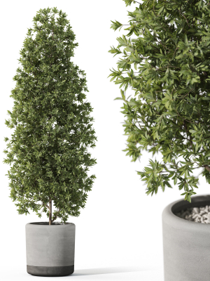 Plants collection 1088