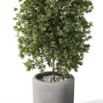 Plants collection 1088