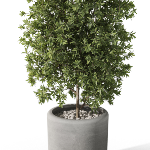 Plants collection 1088