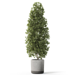 Plants collection 1088