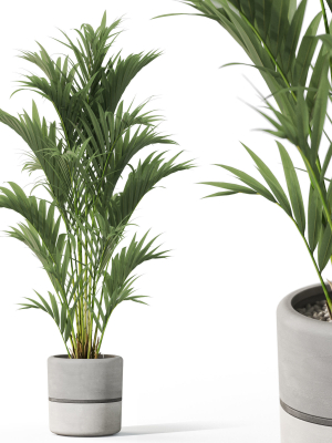 Plants collection 1089
