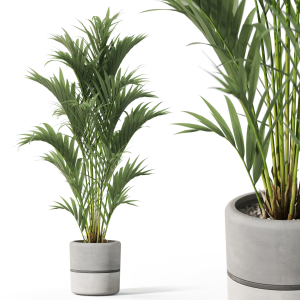 Plants collection 1089