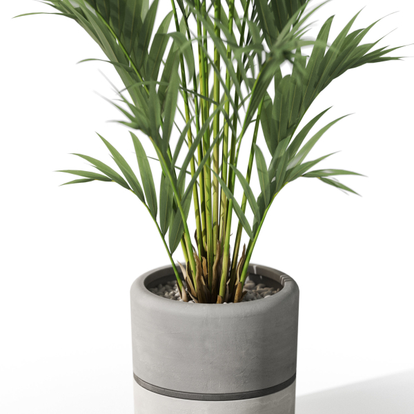 Plants collection 1089