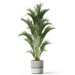Plants collection 1089