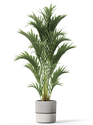 plants-collection-1089-3d-model-b52e06afbe