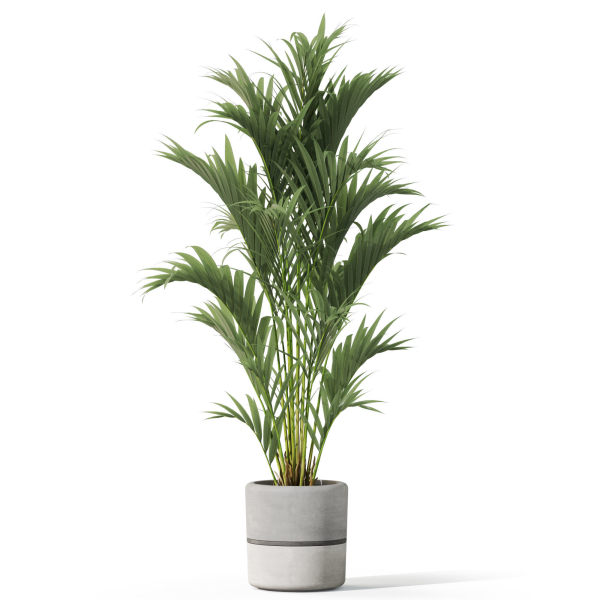 Plants collection 1089