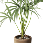 Plants collection 1090
