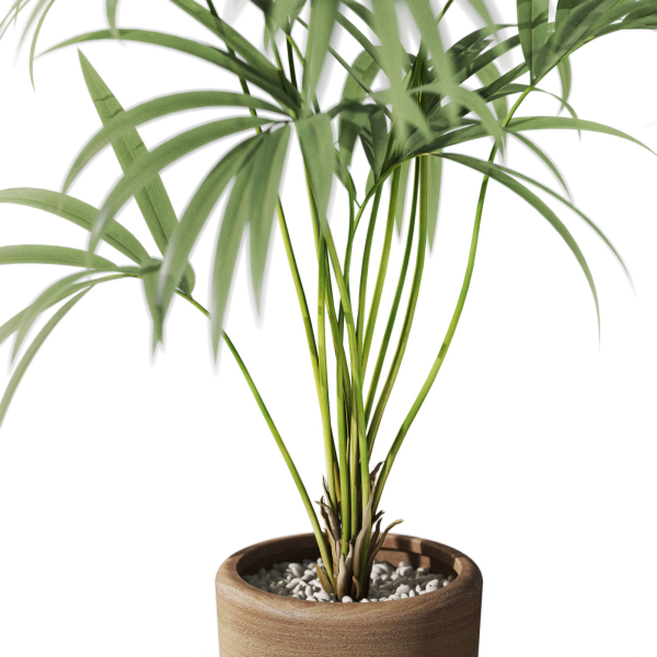 Plants collection 1090