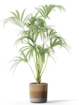 plants-collection-1090-3d-model-f58dea0639