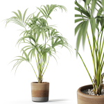 Plants collection 1090