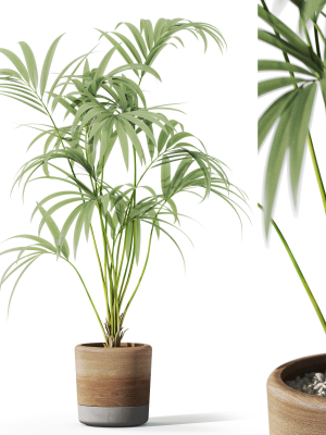 Plants collection 1090