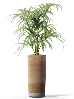 plants-collection-1091-3d-model-084dbaab37