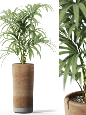 Plants collection 1091