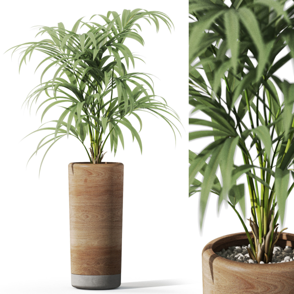 Plants collection 1091