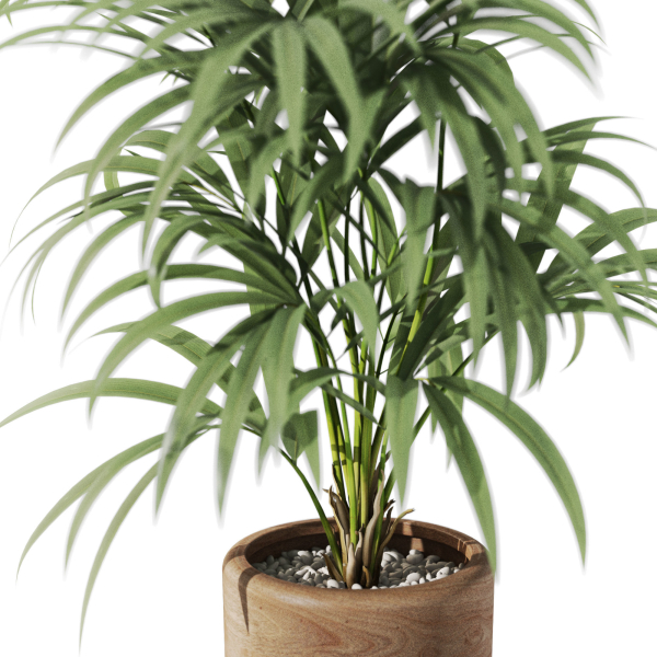 Plants collection 1091