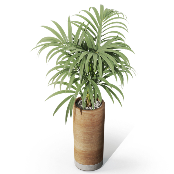 Plants collection 1091