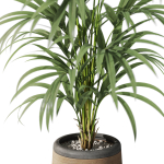 Plants collection 1092