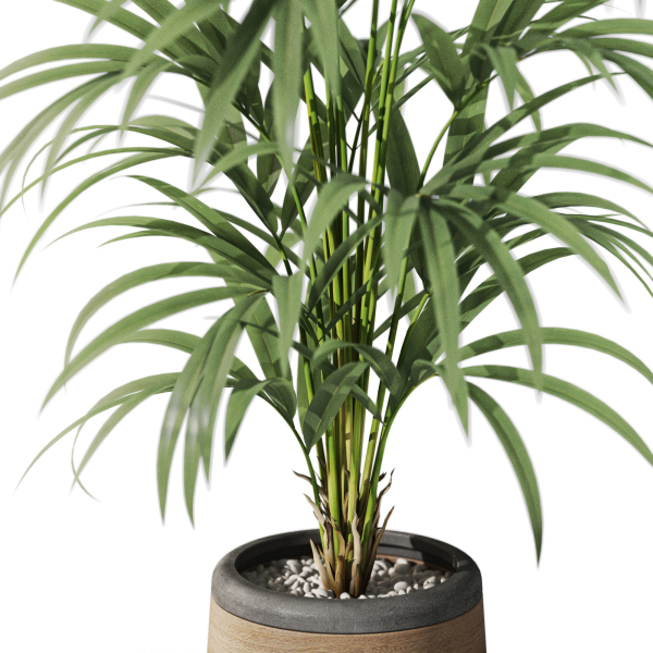 Plants collection 1092