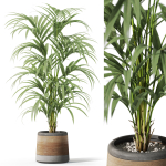 Plants collection 1092