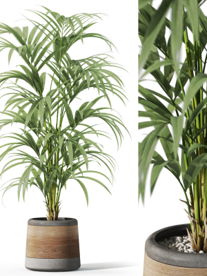 Plants collection 1092