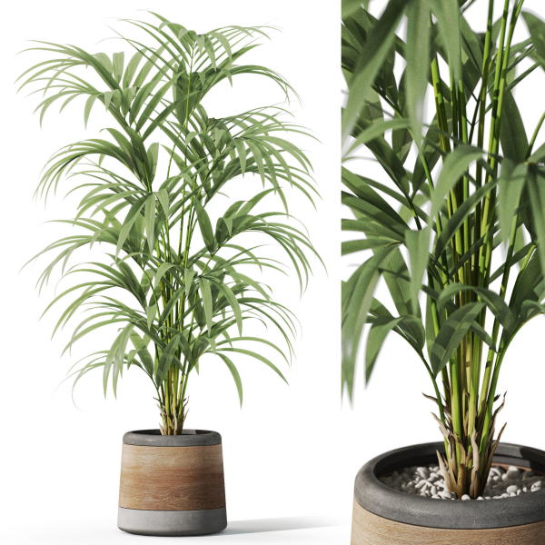 Plants collection 1092