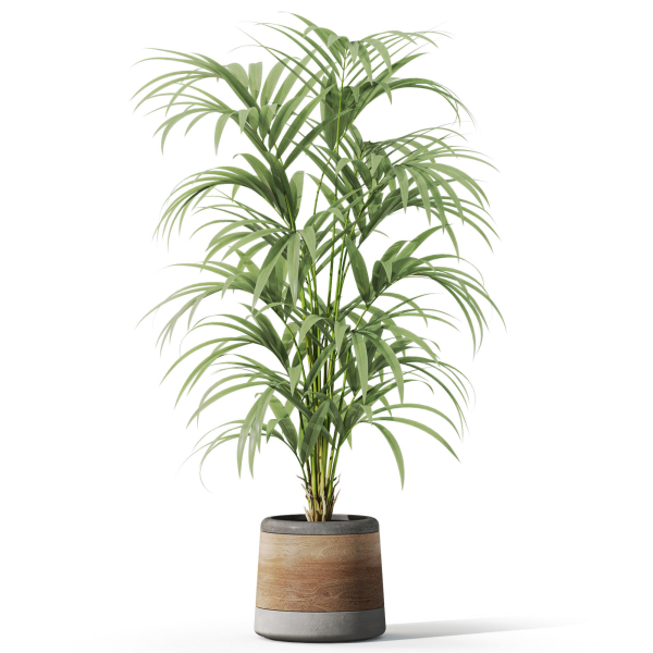 Plants collection 1092