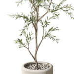 Plants collection 1093