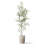 Plants collection 1093