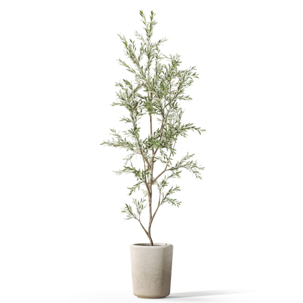 Plants collection 1093