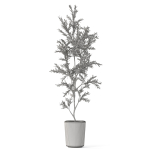 Plants collection 1093