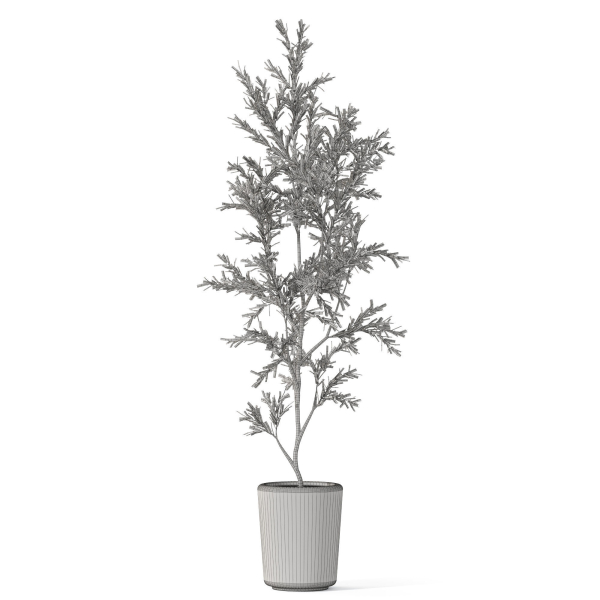 Plants collection 1093