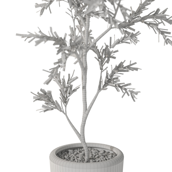 Plants collection 1093