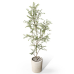 Plants collection 1093