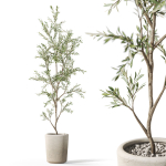 Plants collection 1093