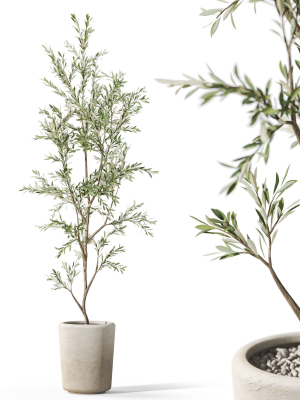 Plants collection 1093