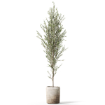 Plants collection 1094