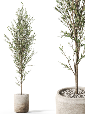Plants collection 1094