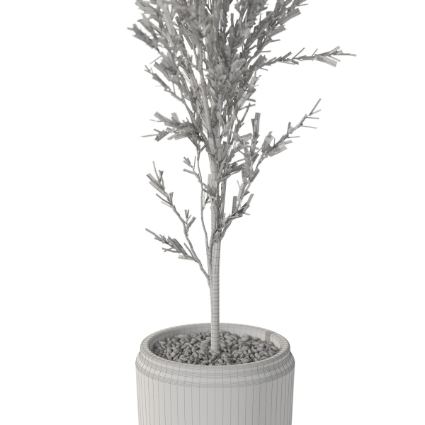 Plants collection 1094