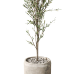 Plants collection 1094
