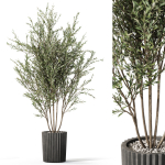 Plants collection 1095