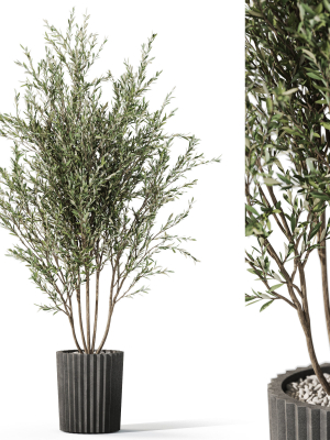 Plants collection 1095