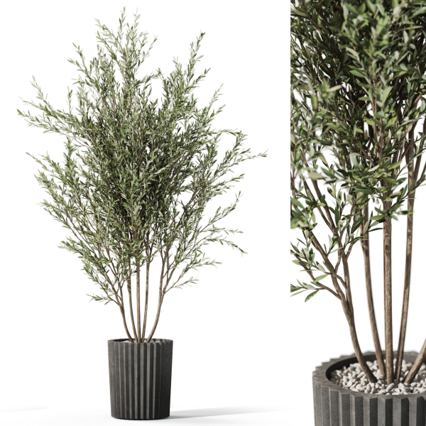Plants collection 1095