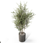 Plants collection 1095