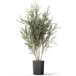 Plants collection 1095