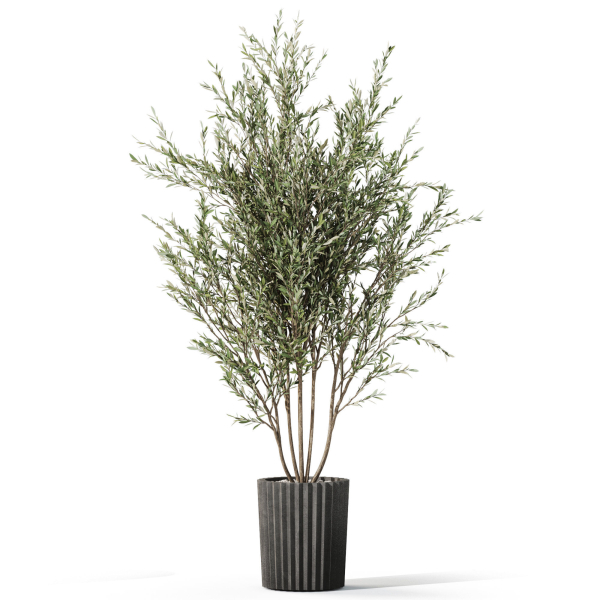Plants collection 1095