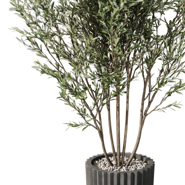 Plants collection 1095