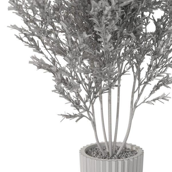 Plants collection 1095