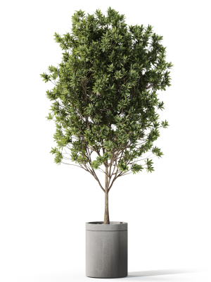 plants-collection-1096-3d-model-212e507148