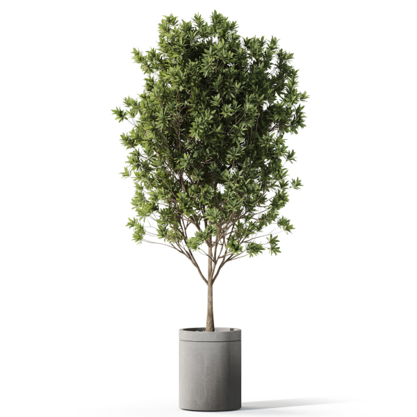 Plants collection 1096